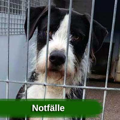 Notfälle