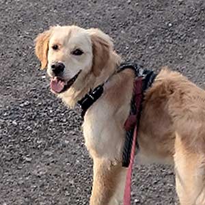 Balu sucht ein Zuhause