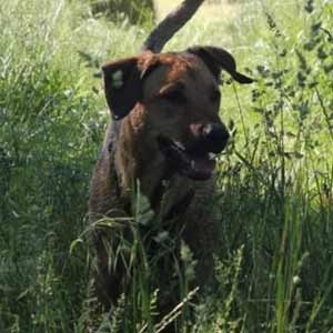 Frieda