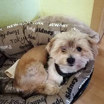 Milo