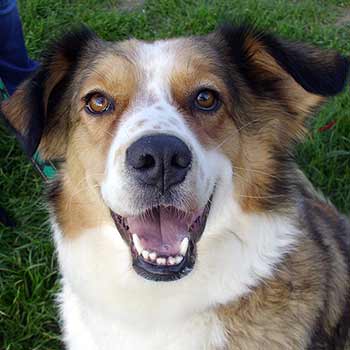 Sammy